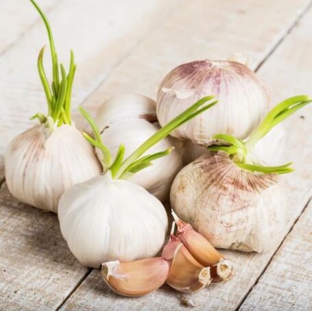 Knoblauch